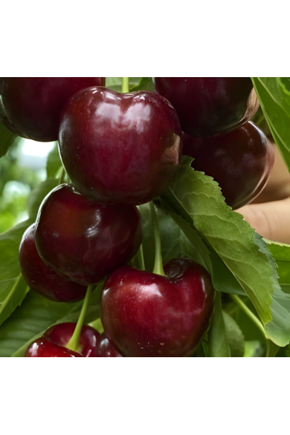 Вишня Блек Стар - серцеподібні бордові плоди